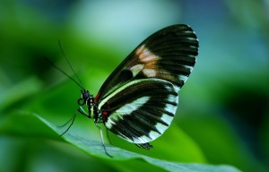 papilio-44882_1920