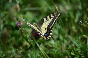 Butterfly Future is Strengthened by the Butterfly's Struggle in the Now.