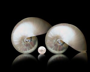 The Clam, the Irritant and Building Something Beautiful in Our Lives